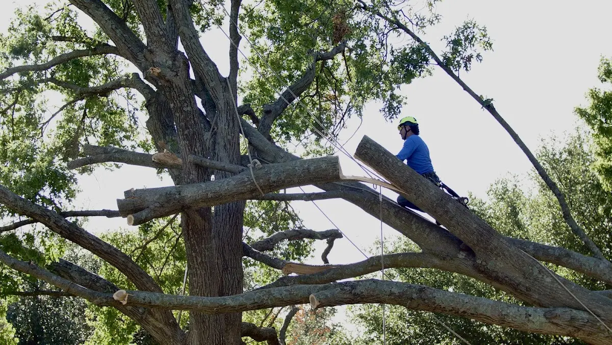 Professional Crown Thinning performed by certified arborists in Hartman