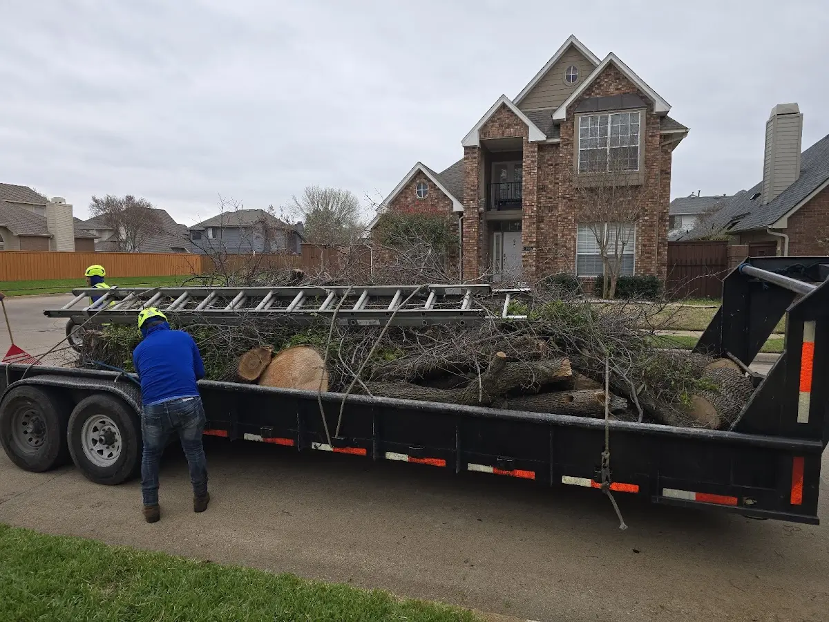 Expert Tree Removal with proper safety equipment in Hartman